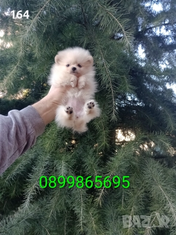 Женски мини Померан . Снимки от 27.12.25 г, снимка 4 - Померан - 52908522