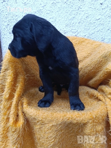 Кане Корсо с Паспорт и 2 Ваксини над 2 месеца !, снимка 12 - Кане корсо - 52793038