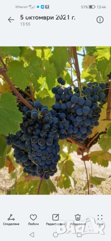 Продавам грозде, снимка 1