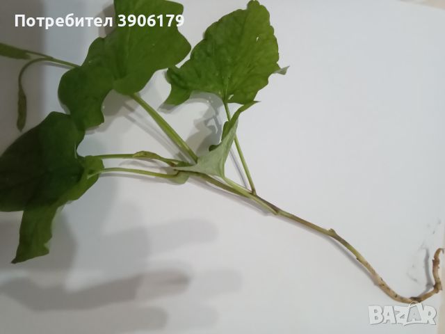 Бели фунийки, снимка 3 - Градински цветя и растения - 45294557