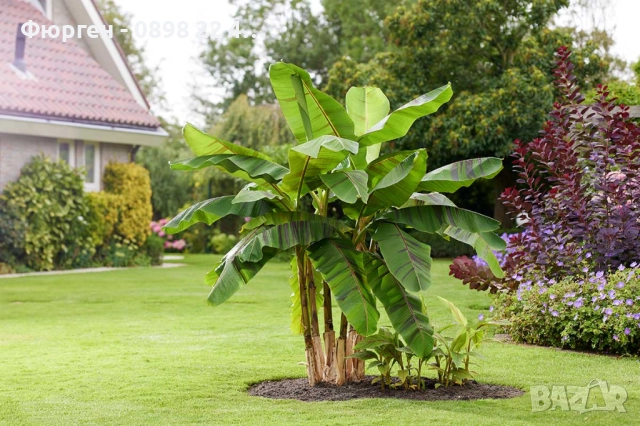 Муса Ever Red – Декоративен Червен Банан, снимка 4 - Разсади - 52714196