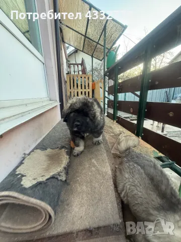 Кавказка овчарка Caucasian Shepherd Dog, снимка 2 - Кавказка овчарка - 48656778