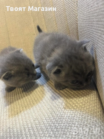 Малки пухкави съкровища търсят своя нов дом! 🐾, снимка 6 - Британска късокосместа - 53889145