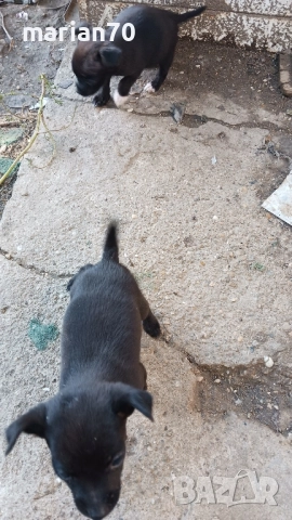 дребни кученца,баща пинчер..., снимка 2 - Други - 52088459
