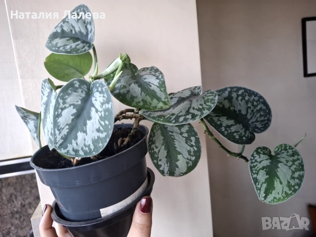 Сциндапсус, scindapsus Еxotika, снимка 4 - Стайни растения - 53294775