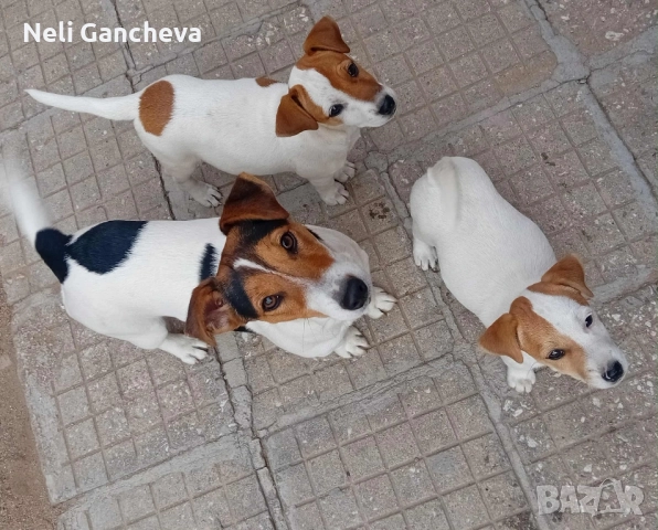 Очарователни Джак Ръсел Териери търсят нов дом!, снимка 8 - Джак ръсел териер - 49356884
