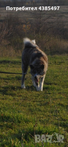 Акита Ину женска, снимка 5 - Акита ину - 53765637