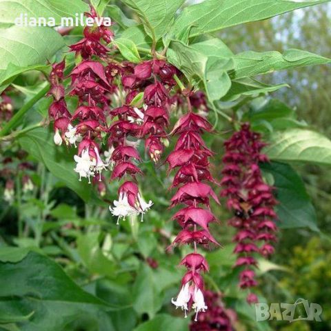 Лейцестерия Хималайски орлови нокти (Leycesteria formosa Himalayan honeysuckle)