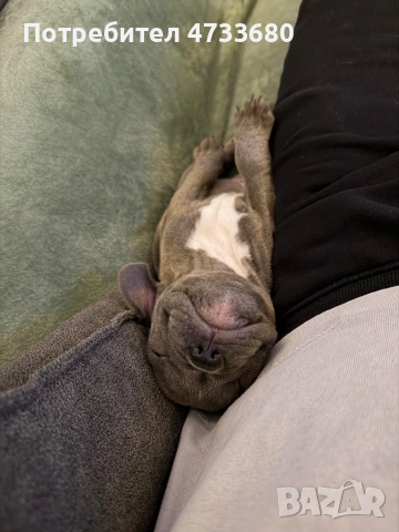 Френски булдог blue, снимка 4 - Френски булдог - 53423109