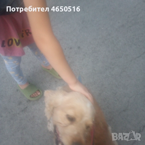 Кокер шпаньол породис , снимка 5 - Кокер шпаньол - 52407219