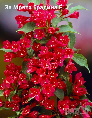 Вайгела 4 вида /цвята