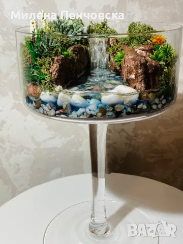 Терариум, снимка 6 - Стайни растения - 50215020