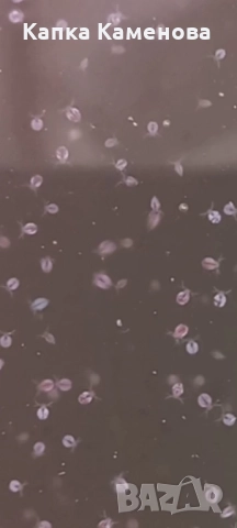 Моини.Стартова култура. 