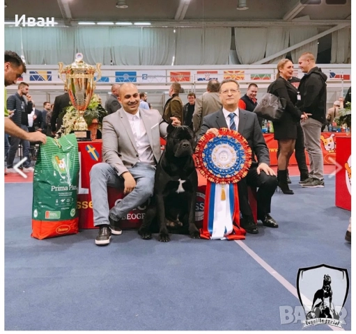 Cane Corso ELITE, снимка 12 - Кане корсо - 52355264