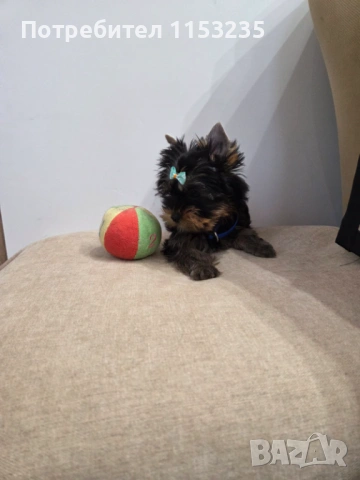 йоркширски териер, снимка 2 - Йоркширски териер - 53945673