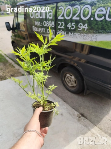 ЧЕРЕН БЪЗ GOLDEN TOWER - ЗЛАТНА КУЛА, снимка 7 - Разсади - 51938757