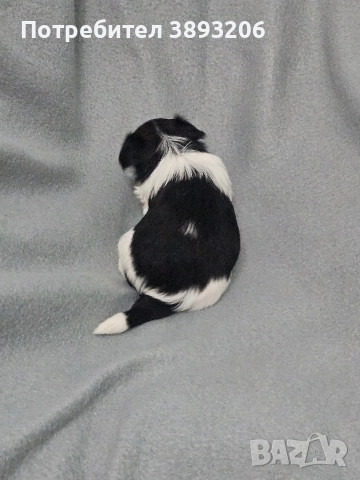 йоркширски териер-бивер, снимка 9 - Йоркширски териер - 52805290