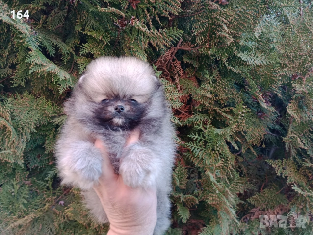 Мини Померан. Реални снимки от 16.03.26 г. Миниатюрно момче ., снимка 3 - Померан - 53854224