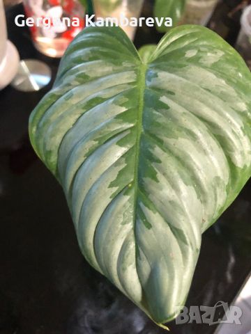 Philodendron Sodiroi , снимка 2 - Стайни растения - 46717527