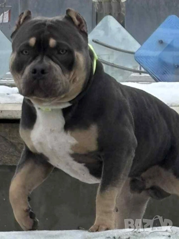 Американско Покет Були , снимка 2 - Други - 52643138