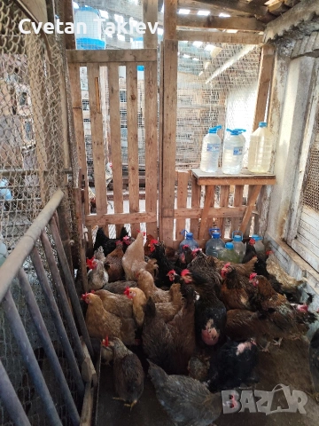 кокошки, ярки и петли изгодно , снимка 9 - Кокошки и пуйки - 48613550