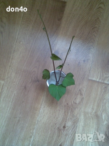 батат  сладки  картофи и разсад , снимка 4 - Домашни продукти - 51790500