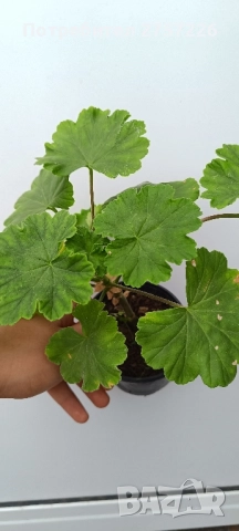 Сортови мушката, снимка 8 - Стайни растения - 52062315