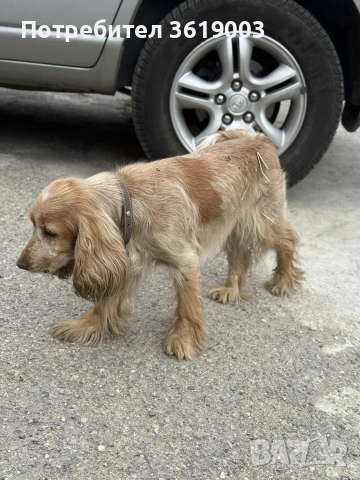 Английски кокер шпаньол , снимка 5 - Кокер шпаньол - 53089488