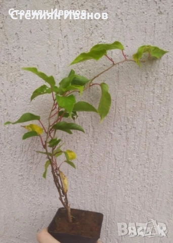 Вариегатно, самоопрашващо се, зелено голо киви (Actinidia arguta 'Dr. Szymanowski'), снимка 5 - Градински цветя и растения - 54015906