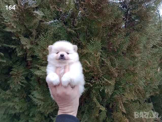 Женски Померанчета. Реални снимки от 10.02.26 г. , снимка 3 - Померан - 53425108