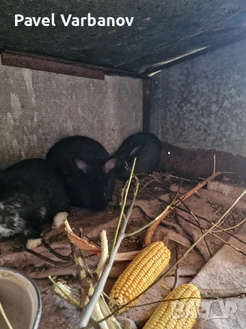 Продавам зайци калифорнийски, снимка 2 - Други животни - 53827531