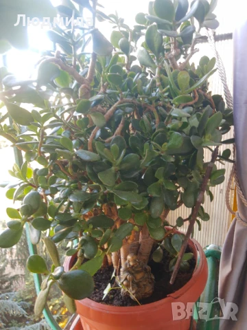 Дървото на живота,голямо,многогодишно,много богато,отлично, снимка 2 - Стайни растения - 51305358