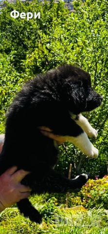 Българско овчарско куче(каракачанско), снимка 13 - Каракачанска овчарка - 45586308