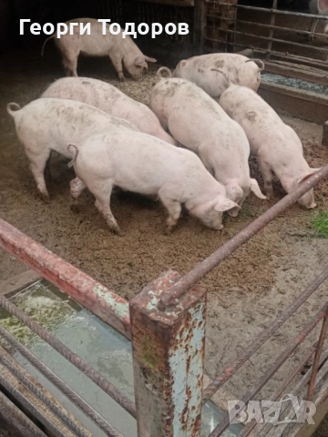 Малки прасета /прасенца 