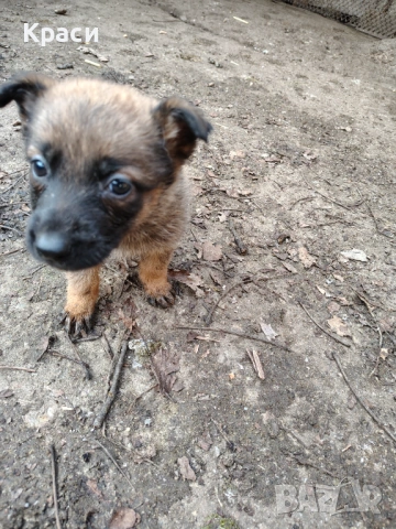 Белгийска овчарка , снимка 6 - Други - 53852301