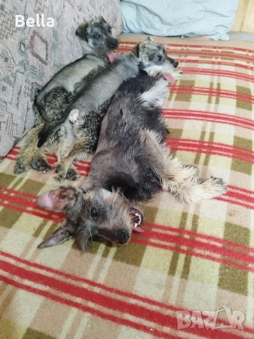 Мини шнауцер , снимка 5 - Други - 53778474