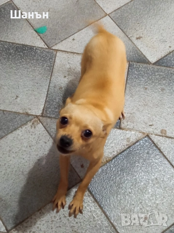 Продавам пинчери, снимка 3 - Пинчер - 53633730