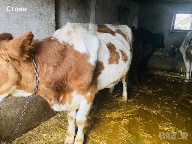 Продавам крави