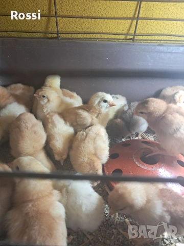 Дворни пиленца и от сини яйца, снимка 8 - Кокошки и пуйки - 53276186