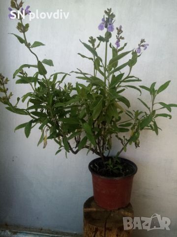 Салвия, снимка 2 - Градински цветя и растения - 45794606