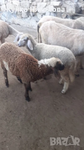 Продавам агнета и овце, снимка 3 - Овце - 51152827