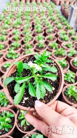 Скаевола - лилава, бяла и розова!!, снимка 18 - Градински цветя и растения - 54161547