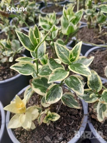 Винка пъстра.