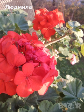 Мушкато,богато,последни бройки,над 10 бр.снимки от днес,цъфтят целог в сандъче                      , снимка 10 - Градински цветя и растения - 52723597