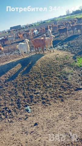 Стадо с женски ,мъжки кози и ярета , снимка 5 - Кози - 52749671