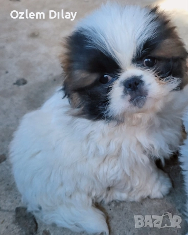Малки пекинези, снимка 1