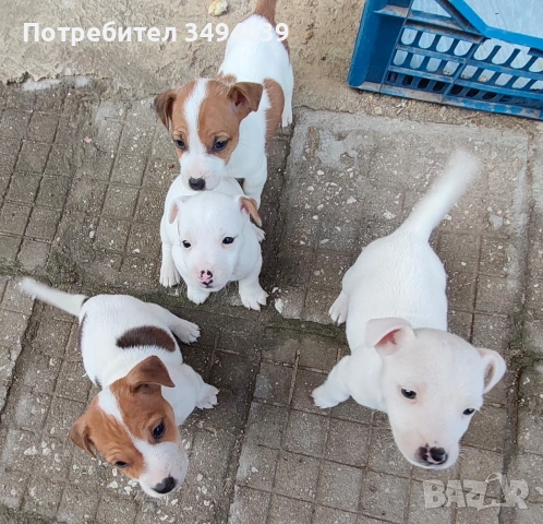 Джак Ръсел Териер , снимка 8 - Джак ръсел териер - 54012486