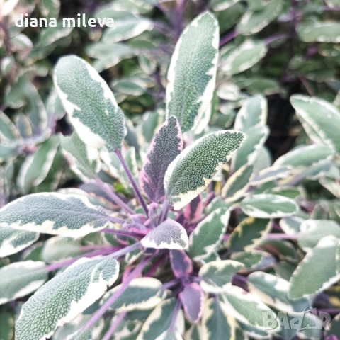 Шарена Салвия, Salvia officinalis, многогодишна, снимка 2 - Градински цветя и растения - 54010921