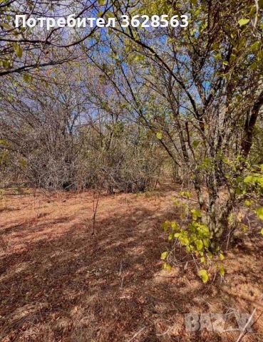 Парцел в село Захари Стояново, област Добрич