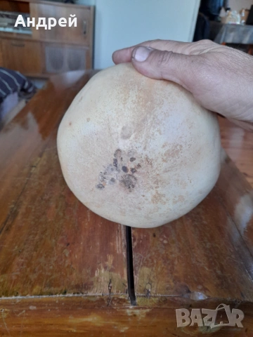 Стара кратуна #3, снимка 3 - Други ценни предмети - 53358626